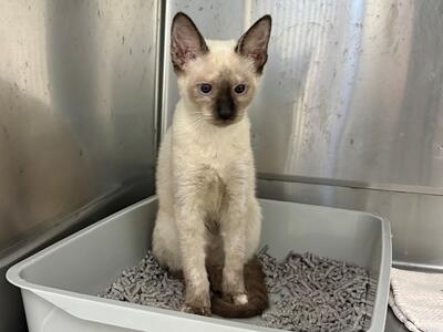Found Domestic Short Hair