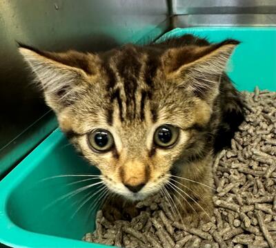 Found Tabby Kitten