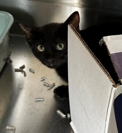 Found Black Kitten