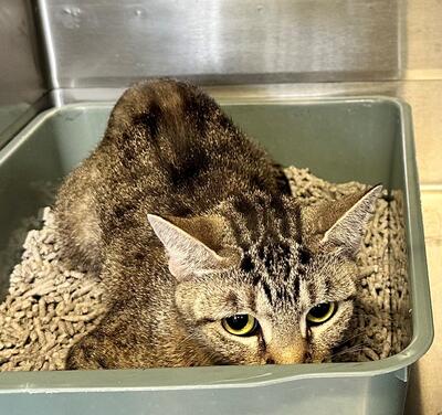 Found Tabby Cat
