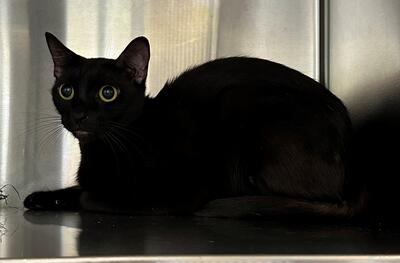 Found Black Cat