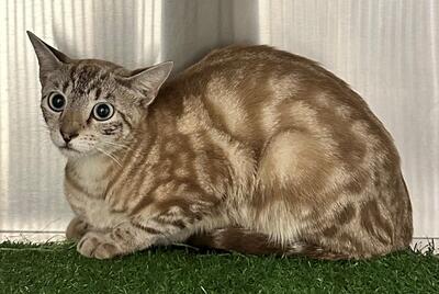 Found Chocolate Tabby