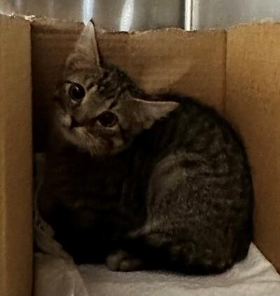 Found Tabby Kitten