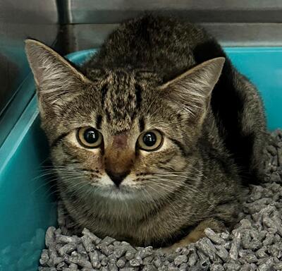 Found Tabby Kitten