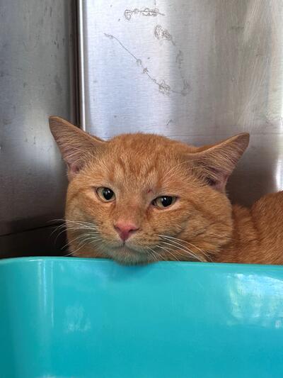 Found Ginger Cat