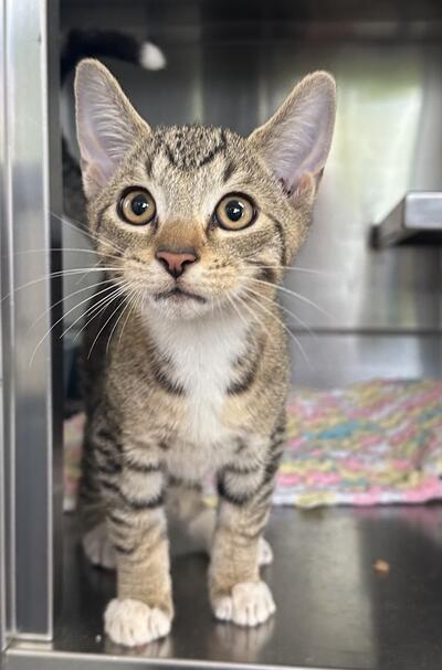 Found Kitten