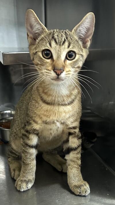 Found Kitten 