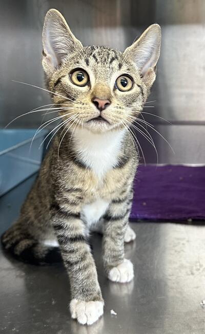 Found Kitten