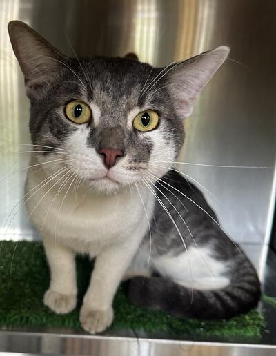 Found Cat