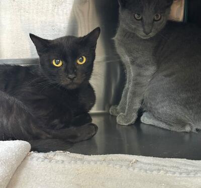 Found Cat & Kitten