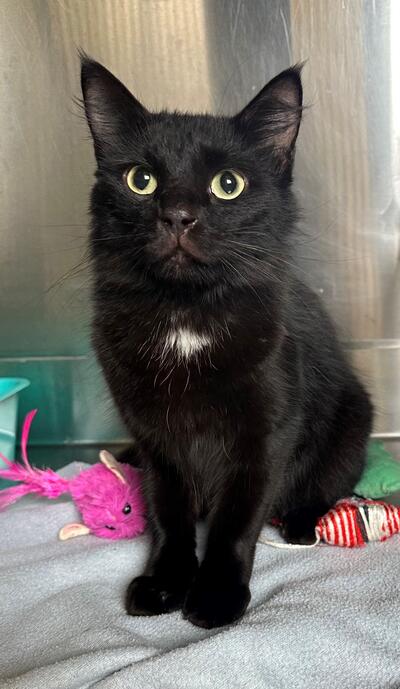 Found Cat