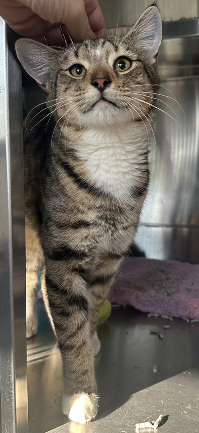 Found Cat