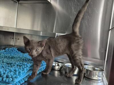 Found Domestic Short Hair Kitten