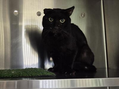 Found Domestic Short Hair