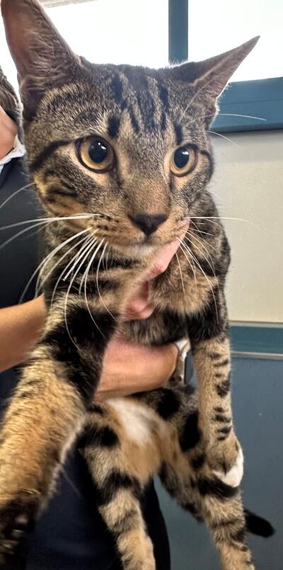 Found Tabby & White Cat