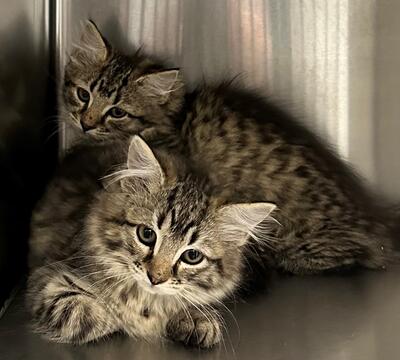Found 2 Tabby Kitten