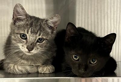 Found Grey Tabby & Black Kitten
