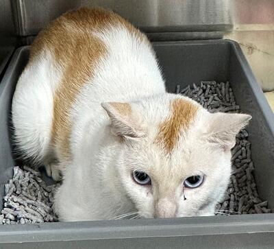 Found Ginger & White Cat 