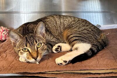 Found Tabby & White Cat