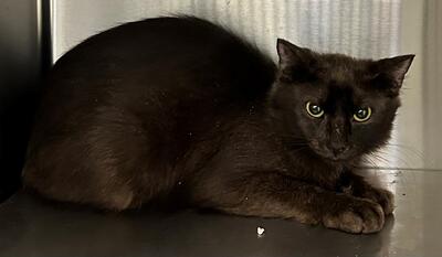 Found Black Cat 