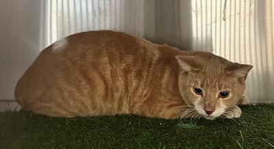 Found Ginger & White Cat