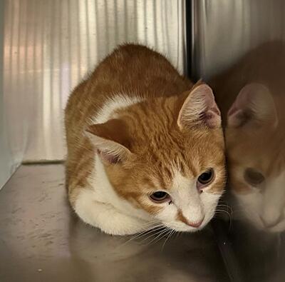 Found Ginger & White Cat 