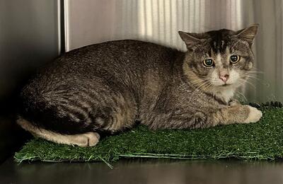 Found Tabby & White Cat