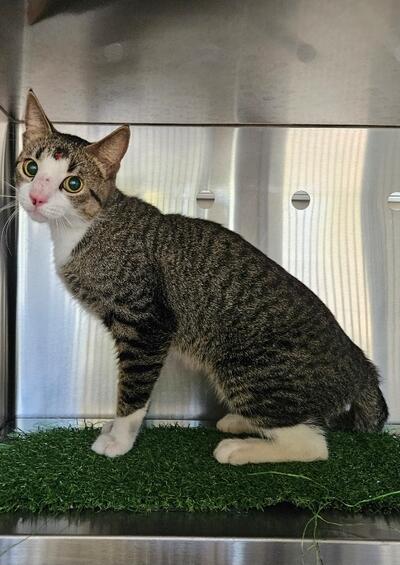Found tabby and white cat. 
