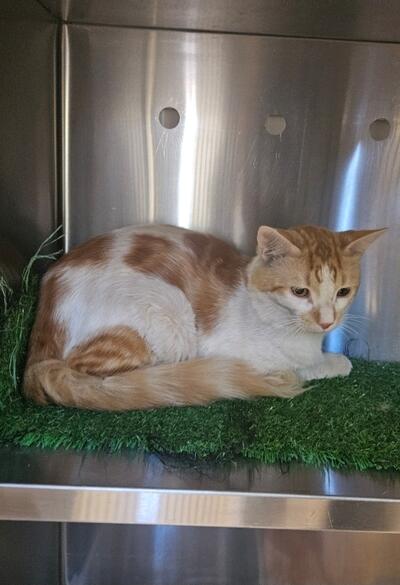 Found ginger and white cat. 