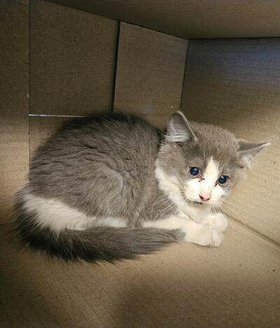 Found grey and white cat. 