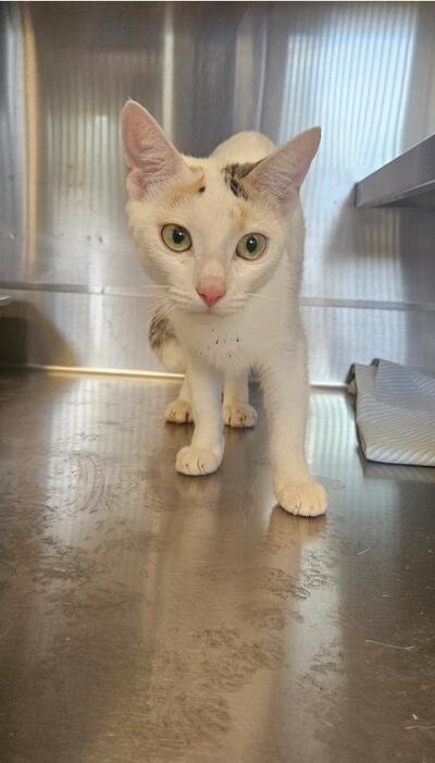 Found white and calico cat. 