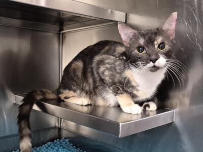 Found Domestic Short Hair