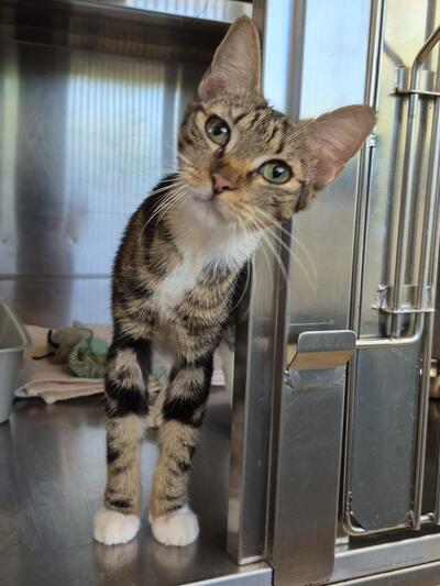 Found Domestic Short Hair