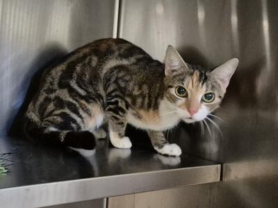 Found Domestic Short Hair