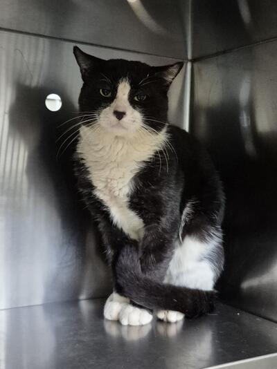 Found Domestic Short Hair