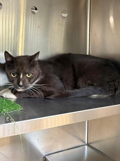 Found Domestic Short Hair