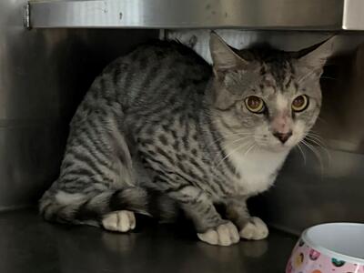 Found Domestic Short Hair