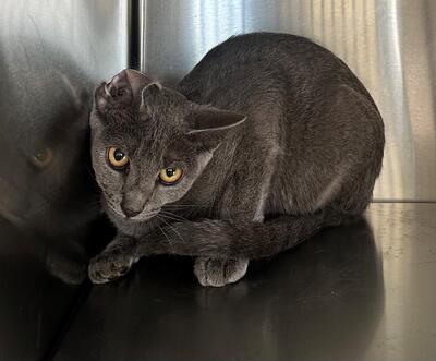 Found Grey Kitten