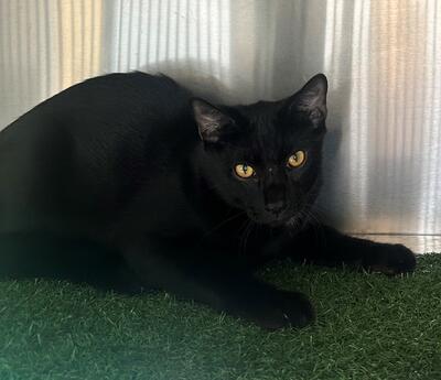 Found Black Cat