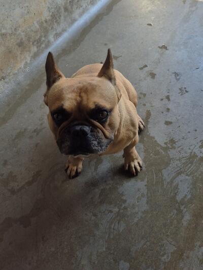 Found French Bulldog