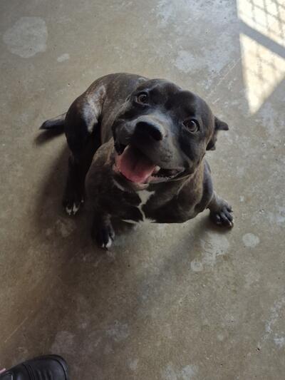 Found English Staffordshire Terrier