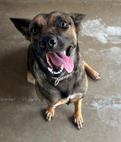 Found German Shepherd X