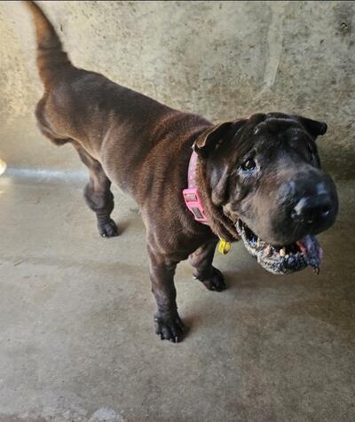 Found Brown Female Shar Pei