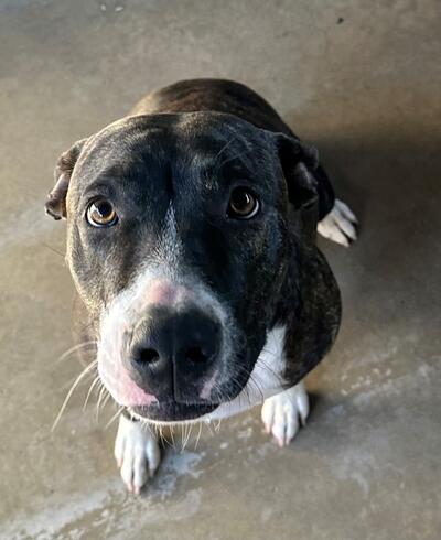 Found Mixed Breed Dog