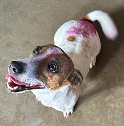 Found Jack Russell