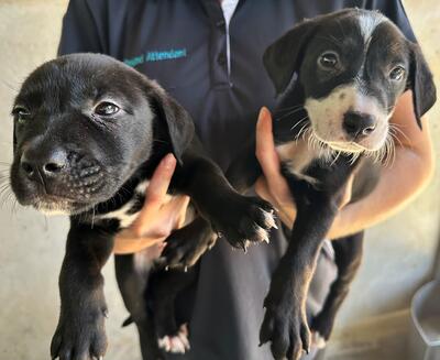 Found Mixed Breed Puppies