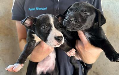 Found Mixed Breed Puppies