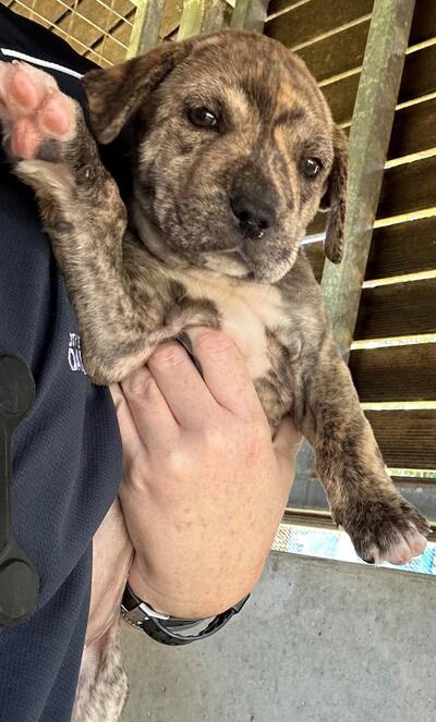 Found Mixed Breed Puppy