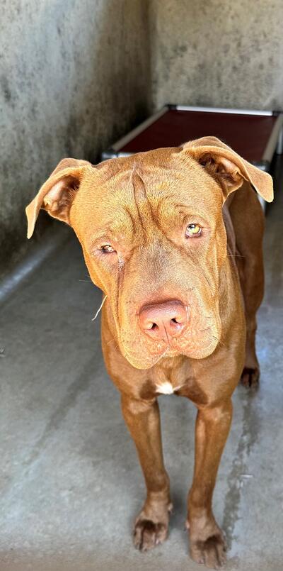 Found Shar Pei X