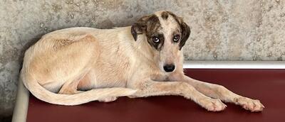 Found Mixed Breed Puppy